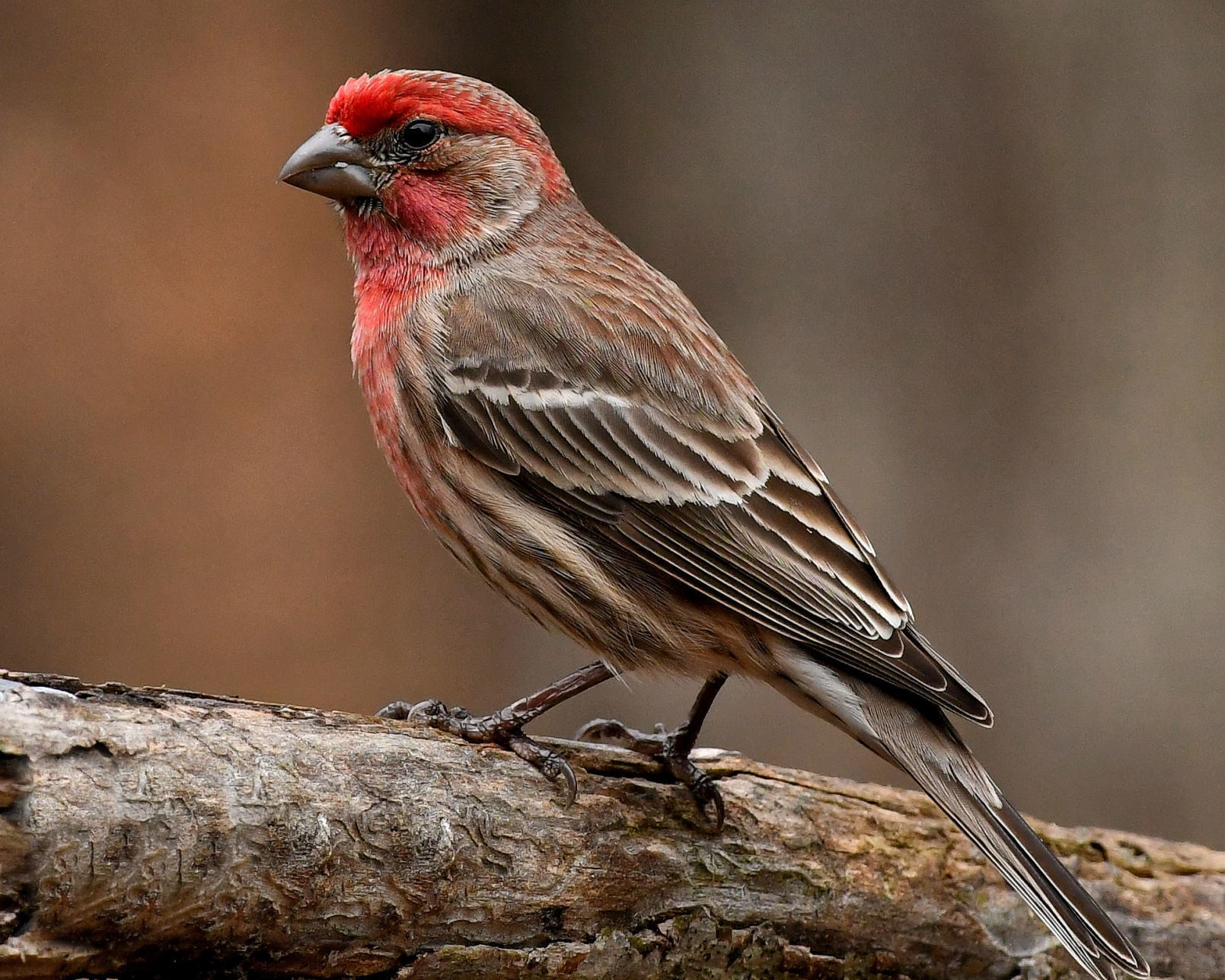 House finch
